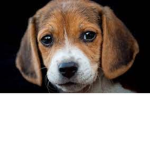 DOGS HEARTLESS