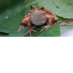 FrogQueen