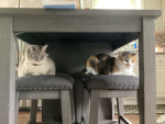 KittyKat’s Group