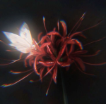 velvet eclipse ʚɞ