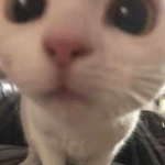 살보결 EUN클랜