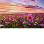The Fun Time Flower Squad