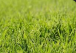 Fan Club Grass
