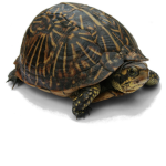 turtle lords