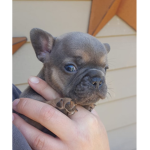 The Frenchie Tribe