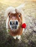 Pony and Zizzy Group