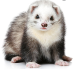 TheFatFerrets