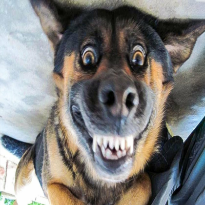 dog Roblox decal