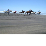 TeamHorseForLife