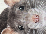 rats united 2.o