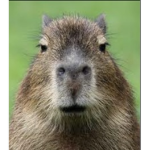 .Capybara Club.