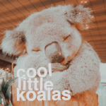 Cool Little Koalas