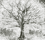 The Poison Tree