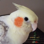 Lolcoolsky