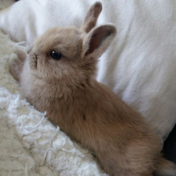 bunny game