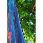 Rainbow tree squad