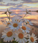 FLOWERING DAISY'S