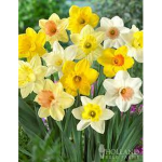 Delightful daffodil fans