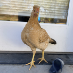 BadAss Chicken