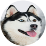husky studioss