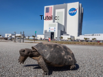 Beanstalk tortoise group