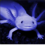 United blue Axolotls