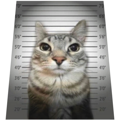 Prisoner Cat Cape