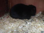 Kaninchen und Hasen