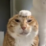 S4NE
