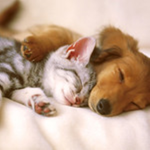 Cats+Love