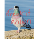 Pigeon chicken for life!!