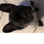 ARI THE DOG