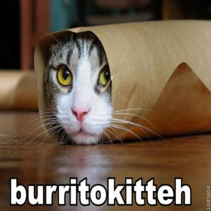 Cat Meme #7