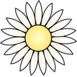Delightful Daisies!