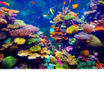 Corals ribbon