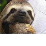 the SLOTH fan club