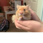 MagIcAl hAmStErS gAnG