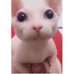 Catslovehoney
