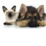Cats and Dogs Fan Club