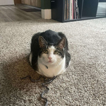 Cat loaf group