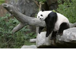 Random Pandas