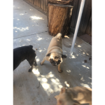 Join if you love pugs!