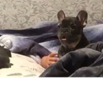 PANDA doge