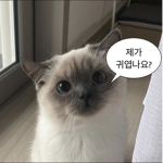 키담룜 로벅스 / 로벅스 나눔 그룹