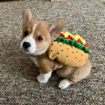 Sausage Corgis