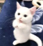 Luvlynim