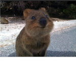 Quokka Lovers