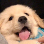 Puppys!<3
