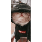 hoodie cat