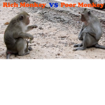 Rich Monkey Vs Poor Monkey